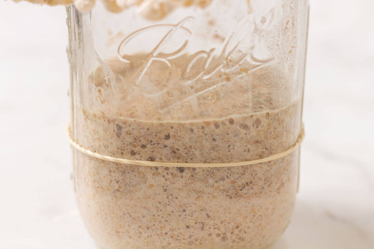 How To Make Sourdough Starter | thewendthousekitchen.com Whole wheat flour and water starter starting to rise above a rubber band line on a Mason jar.